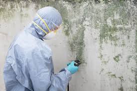 Environmental Consulting for Mold Prevention in Weston, NJ